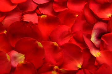 simple bright background of rose petals