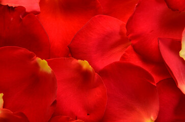 simple bright background of rose petals