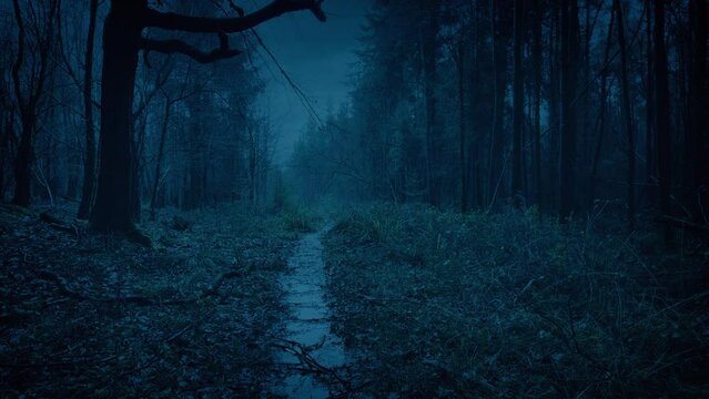 Wet Forest Trail Bleak Landscape Rising Shot