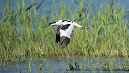 Nahaufnahme eines fliegenden Säbelschnäblers (Recurvirostra avosetta), Vogel fliegt knapp über dem Wasser, im Hintergrund sieht man Schilf