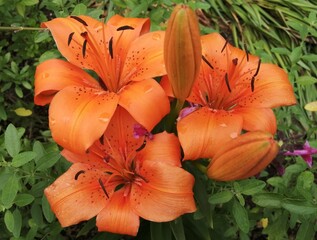 orange tiger lily
