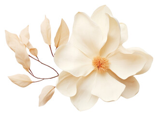 Obraz premium PNG Flower petal plant inflorescence.