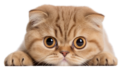 PNG Scottish Fold Cat peeking mammal animal.
