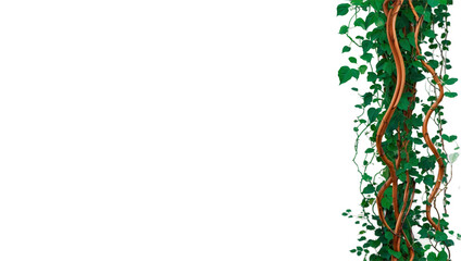 Jungle vines flowing isolated on transparent background.