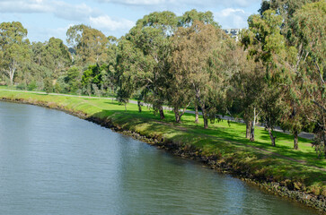 Fototapeta premium Scenery of a beautiful riverbank of Maribyrnong River with a walking trail along the water, lined with Australian native eucalyptus gum trees, environment in a suburban park in Melbourne VIC Australia