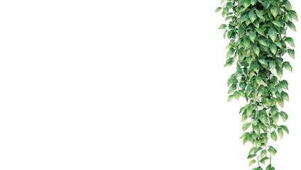 Fototapeta premium Tropical creeper border hanging isolated on transparent background.