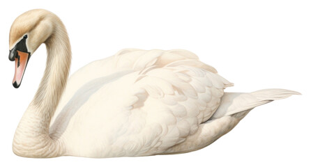PNG Swan animal white bird.