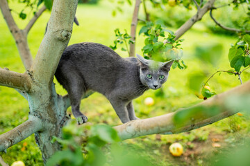 Young playful Russian Blue cat relaxing in the backyard. Gorgeous blue-gray cat with green eyes having fun outdoors in a garden or a back yard.