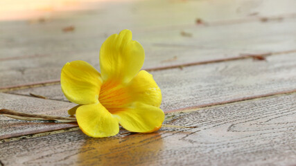 Golden bell flower, golden trumpet flower, buttercup flower or Allamanda cathartica flower.