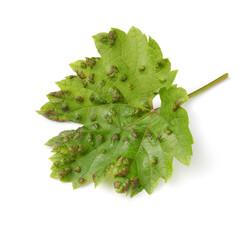 Single grape leaf infected with blister mite isolated on white background close up