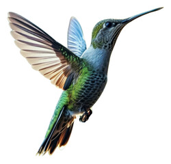 Fototapeta premium PNG Full body of a flying humming bird hummingbird wildlife animal.
