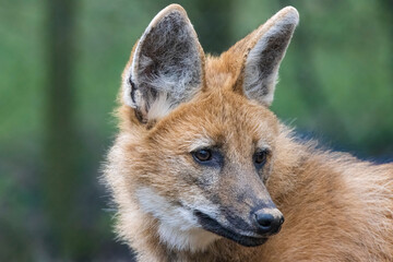 Maned Wolf portrait © adrian