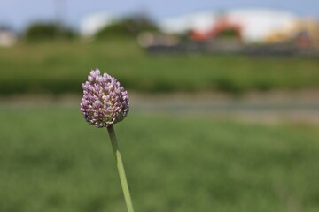 Spherical clusters of small purple flowers　