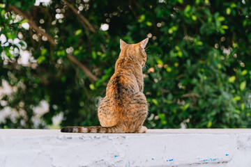 Photo of an offended cat on the street.