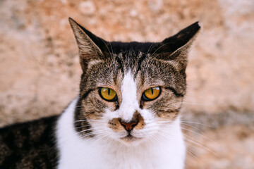 Stray feral cat on the street.