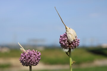 Purple flower with white horns