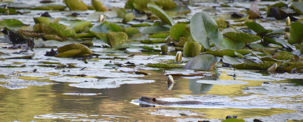 Bisamratte im See