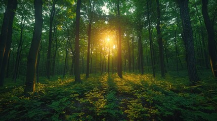 Fototapeta premium forest trees. nature green wood sunlight backgrounds. 