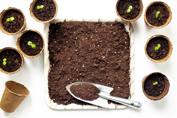 Soil for plants on a tray and seedlings in peat pots. Home gardening