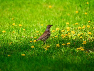 Fieldfare standing in the grassy meadow. Snowbird. Profile portrait. Close-up