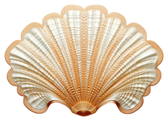 PNG Sea shell clam white background invertebrate.