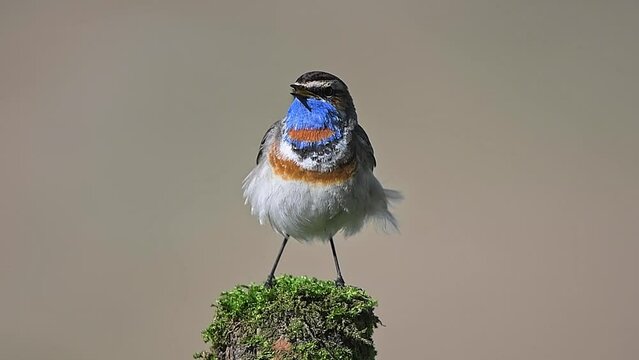 Singing in the wind, the wonderful bluethroat male in the mating season (Luscinia svecica)