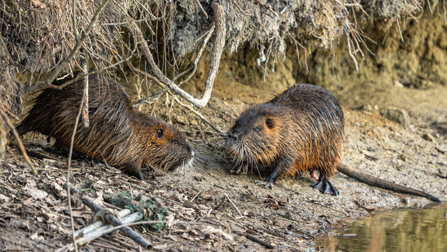 Nutrias (Myocastor coypus) am Uferrand, Nahaufnahme von zwei sich gegen&uuml;berstehenden Tieren