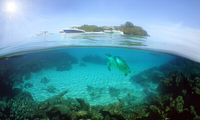 a sea turtle on a reef on a caribbean island