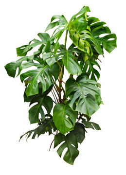 Grande plante d'int&eacute;rieur monstera isol&eacute; de face sur fond transparent pour illustrations, compositions digitales, plans d'am&eacute;nagement paysager, dessins d'architecture ou d&eacute;coration