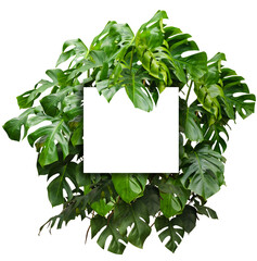 Couronne de plante de monstera isolé sur fond transparent et vide pour illustration, composition digitale, paysager, dessins d'architecture, décoration de carte  © Oli_of_the_valley