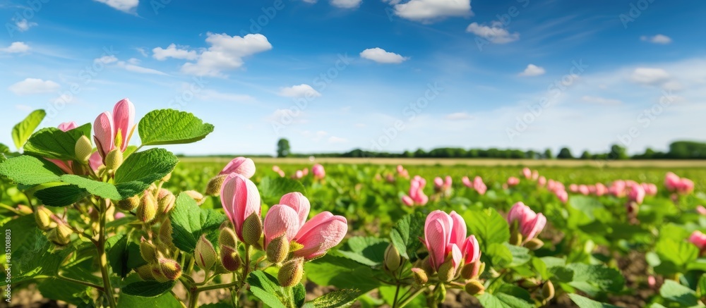 Poster a scenic view of blooming peanut plants with a background offering empty copy space image.