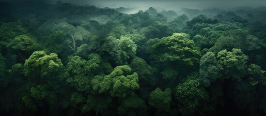 In summer, a dark green lush forest with dense tree canopies is captured in an aerial view, providing a copy space image.
