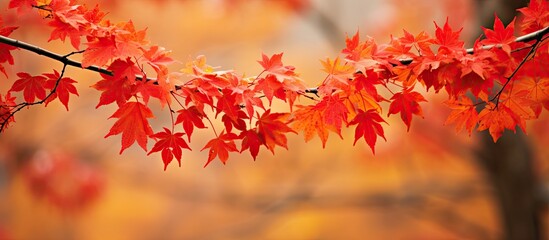A vivid image capturing bright red autumn leaves against a backdrop of trees is a beautiful copy space image.