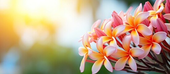 Plumeria flower with beautiful copy space image in nature.