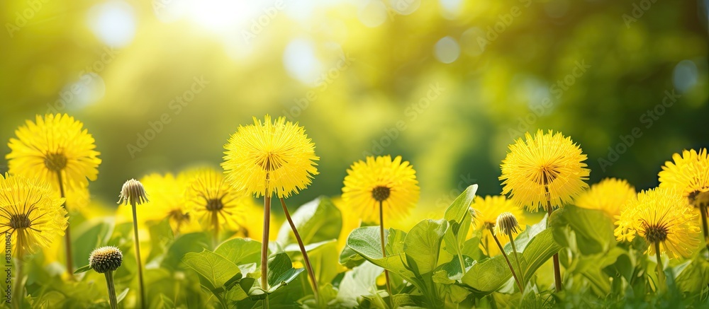 Poster Dandelions in yellow bloom against a backdrop of lush greenery, creating a picturesque scene with copy space image.