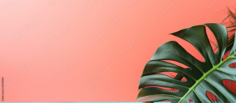 Poster Monstera leaf on a colorful background with room for text in the image. with copy space image. Place for adding text or design