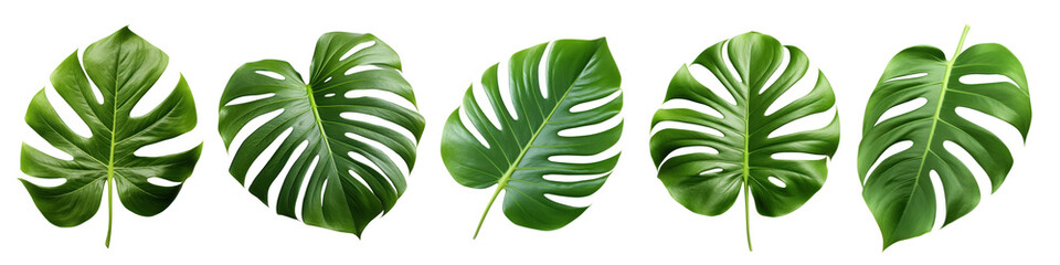 Monstera leaves png cut out element set