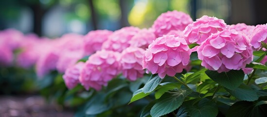 Obraz premium Hydrangea is beautifully blooming with a beautiful garden background with copy space image.