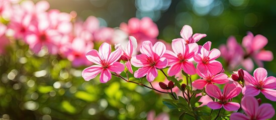 Naklejka premium Pink flowers in a garden with a blurred backdrop, focusing on a leaf with shallow depth of field, perfect for a copy space image.