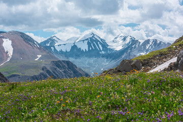 Beautiful flowers on sunlit grassy hill with view to three large snow peaked tops. Lovely vast...