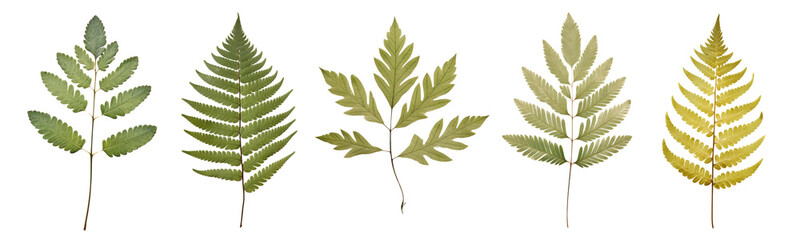 Houseplants png element set on transparent background