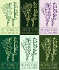 Set of vector drawing LARGE YELLOW FOXGLOVE in various colors. Hand drawn illustration. The Latin name is DIGITALIS GRANDIFLORA MILL. © Nataliia