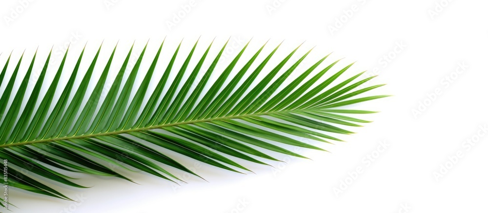 Poster green palm leaf against white backdrop with clipping path for design elements - a tropical, summery 