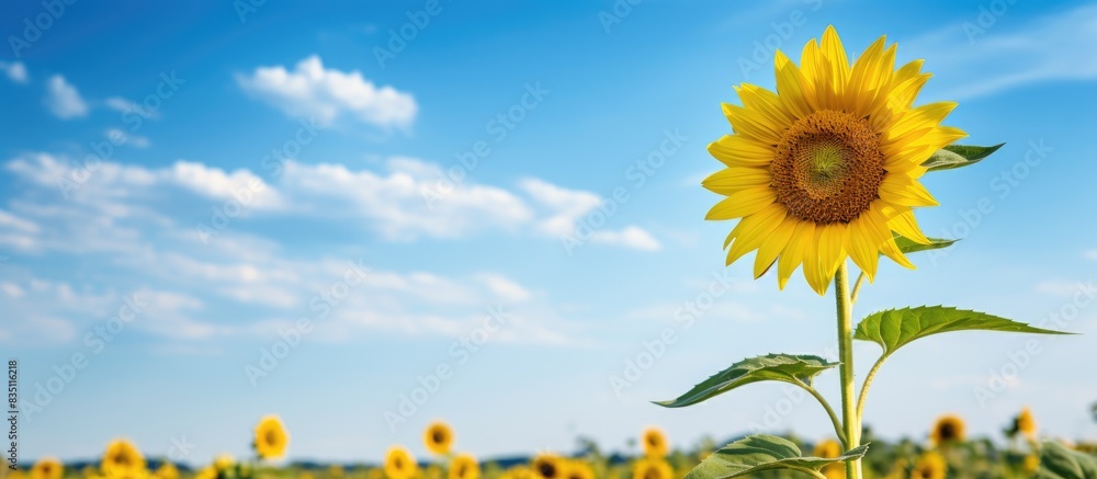 Poster sunflower standing tall in a vast field with a clear blue sky and a charming landscape, perfect for 