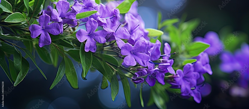 Fototapete Close-up shot of a Duranta repens flower with selective focus, leaving an empty space for text or other elements in the image. with copy space image. Place for adding text or design