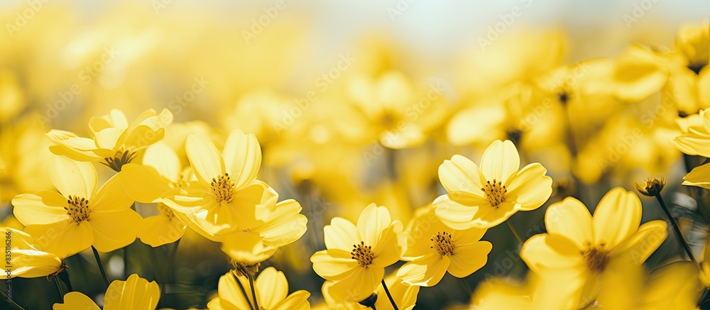 Aufkleber close-up of yellow flowers with a blurry background creating a serene copy space image.