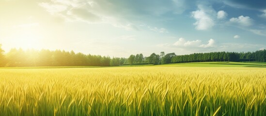Golden rice field landscape with copy space image.