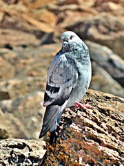 Un pigeon sur un rocher
