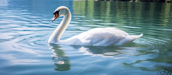 Fototapeta premium A white swan gracefully glides over the calm lake's surface in a closeup copy space image.