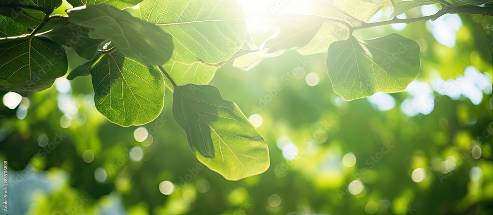 Poster sunshine cascading through lush green fig tree leaves creates a serene copy space image.